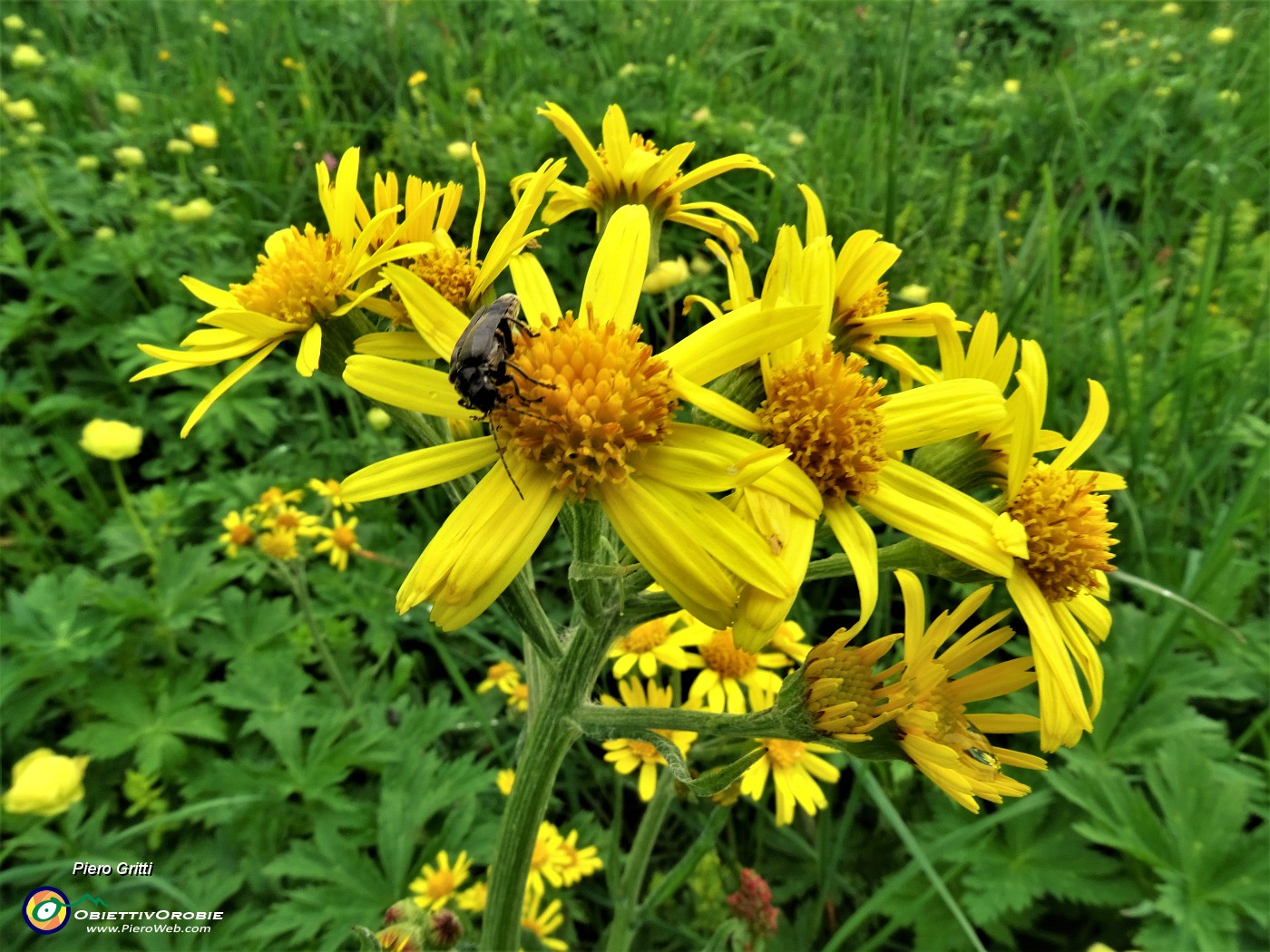 03 Jacobaea vulgaris (Senecione di S. Giacomo).JPG